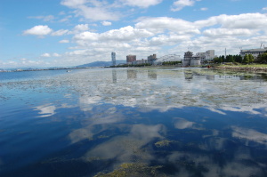 ２００７年９月１７日の琵琶湖。湖面に藻が浮かんでいます。