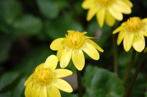 花全体が黄色ですね、なんていう花でしょうか