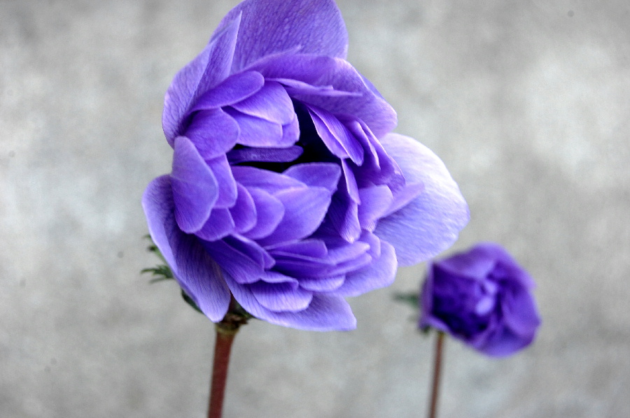 名前がわからない紫の花