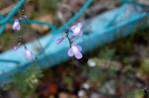 針金のさきに紫の花