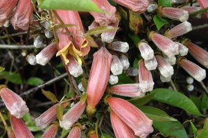 蔓のなかに花（？）がいっぱい