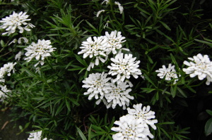これも白い花。草です。