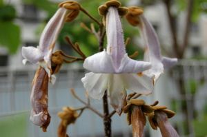 桐の花