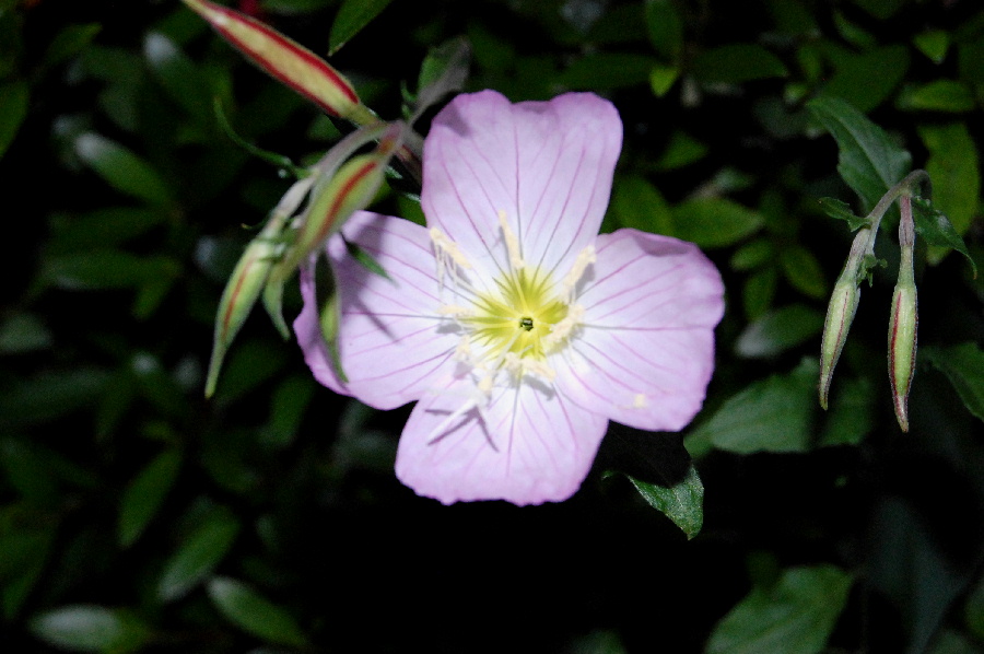 ４弁の花です・・・ほかにコメントがない