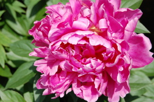 見事な大輪の花です。名前・・・？