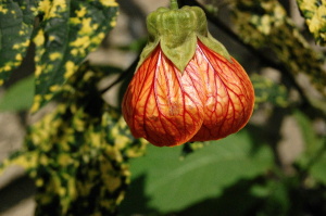 なすびに見えました、この花