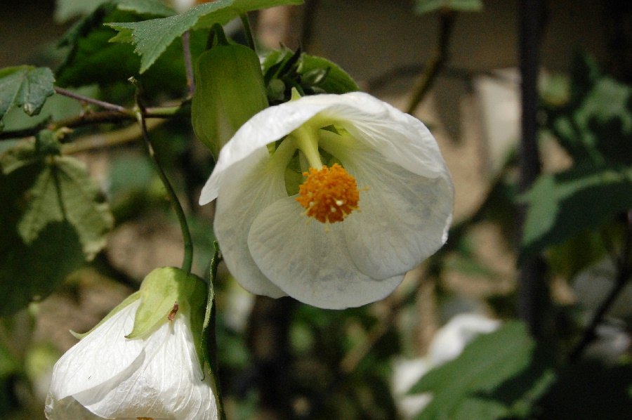 この白い花は、花柱が長いですね