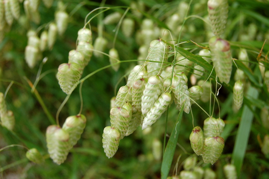 サナギがぶら下がっているみたいですね。この草。
