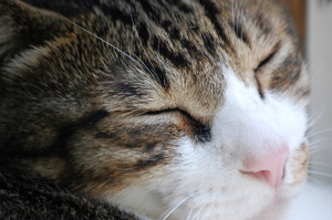 ムー♂ネコの寝顔