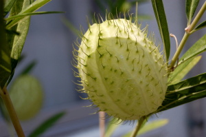 花より実です、フウセントウワタ