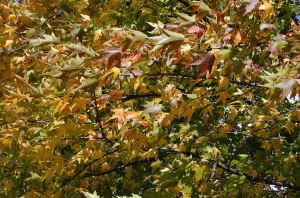 風に揺れるさまざまな色の葉