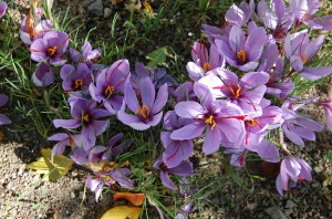 紫の上品な花です、だれが植えたんでしょう。