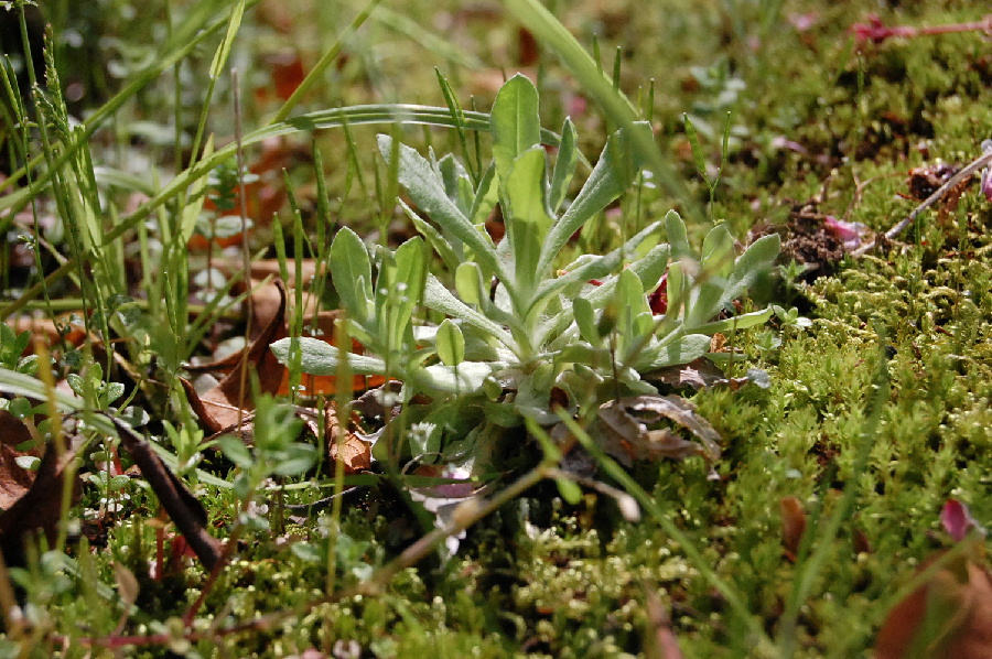 虫の視点からは雑草もお城に見えるかも