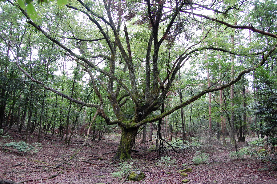 森の怪木