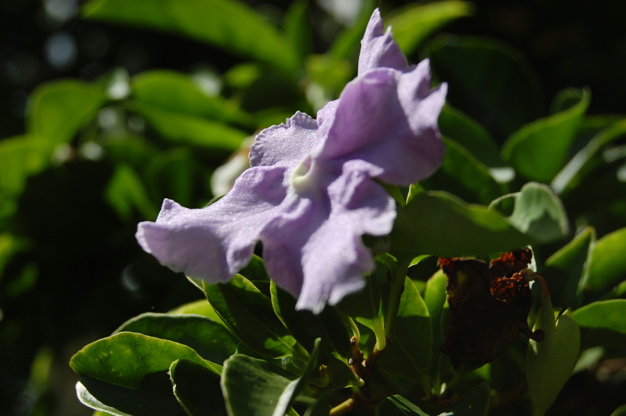 わが家の角先の花。白色と薄紫の花が咲いています。名前教えてください。