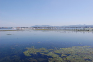琵琶湖のエリにもからみつく藻