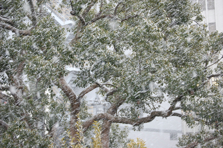 大津市中央部に降る雪です