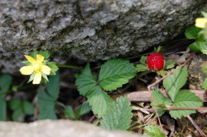 ヘビイチゴとその花