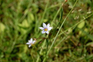 オオニワゼキショウ（大庭石菖）？
