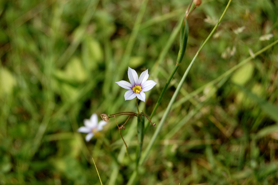 オオニワゼキショウ（大庭石菖）？