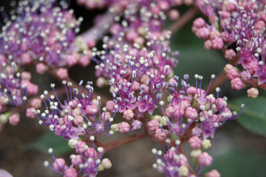 アジサイの花