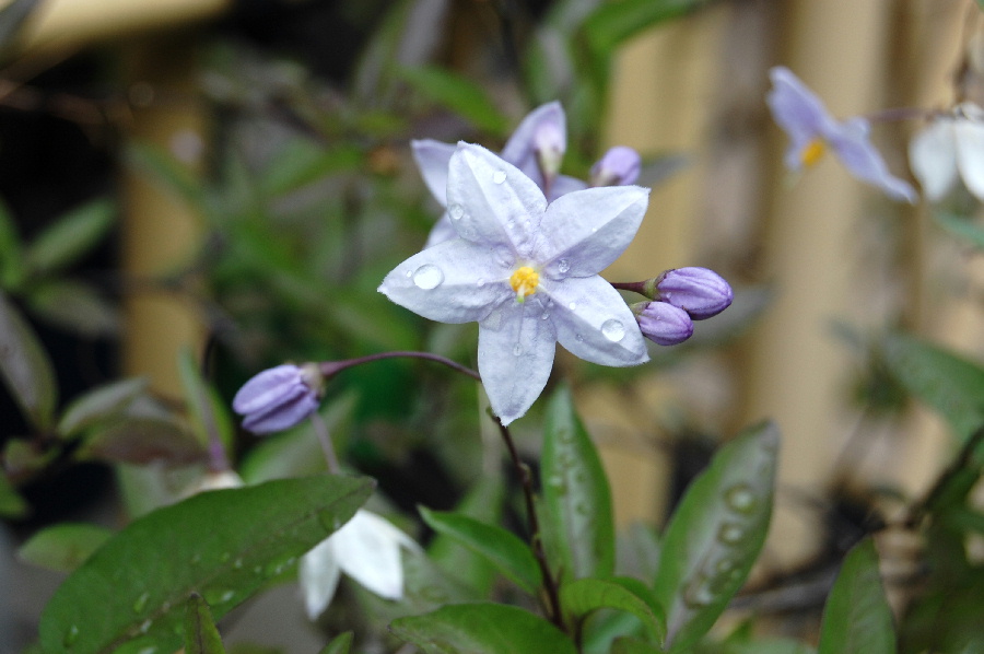 ヒトデみたいでしょ、この花。