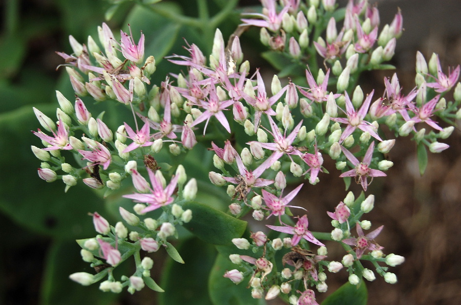 この星型の花の名前はなんでしょうか？