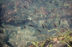 岸近くで泳ぐ魚の姿が見えました＠琵琶湖（南湖）
