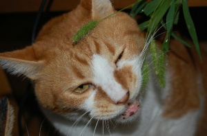 ねこじゃらしは、ネコの食用草？